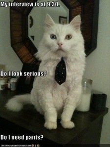 While his fashion sense is questionable, this smart kitteh has a CV!